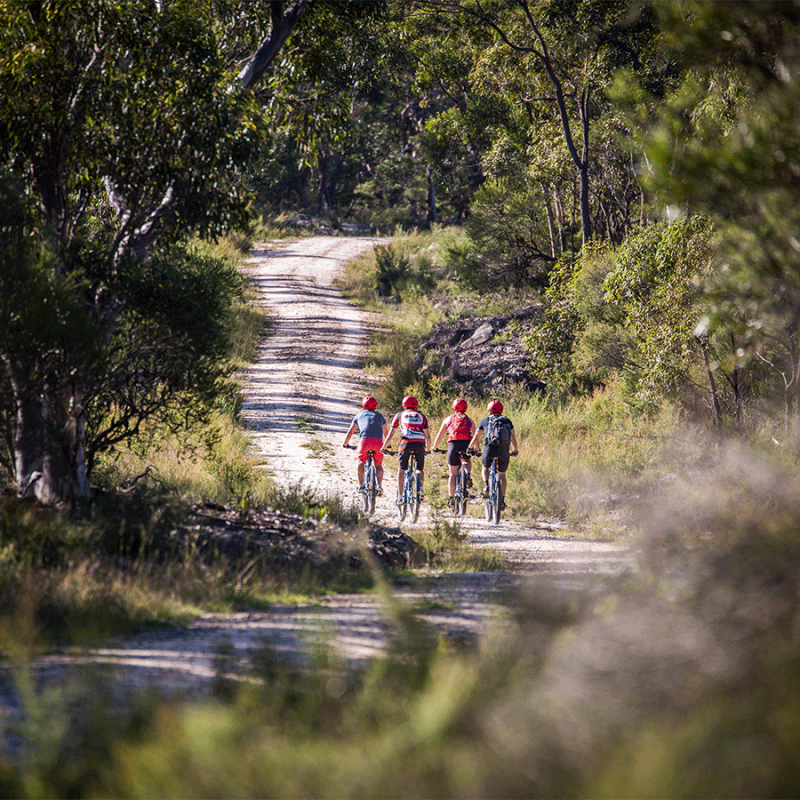 The Oaks Trail Woodford to Glenbrook Blue Mountains Bike